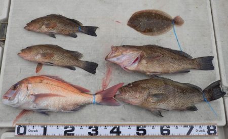 タイラバ、ライトジギング　釣船海援　